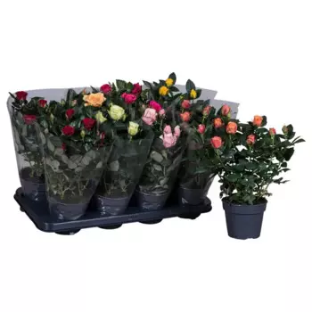 Роза крупноцветковая Амороза 14 h35 см