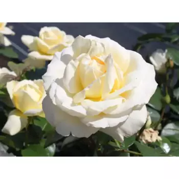 Роза Ла Перла 9 h14 см