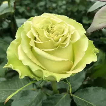 Роза Лимонад 9 h14 см