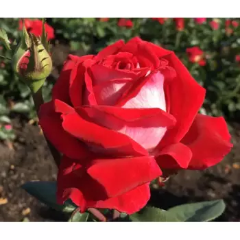 Роза Люксор 9 h14 см