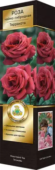 Роза Мейян чайно-гибридная Терракота