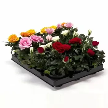 Роза мини 7 h15 см