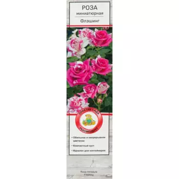 Роза миниатюрная Флэшинг
