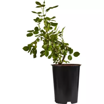 Роза миниатюрная Голд Симфони 19 h55 см