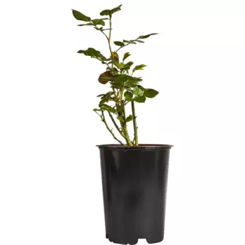 Роза миниатюрная Мини Баккара 19 h55 см