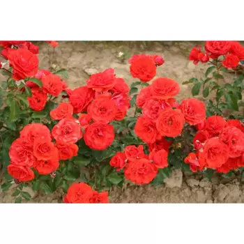 Роза миниатюрная Оранж Джувел 19 h55 см