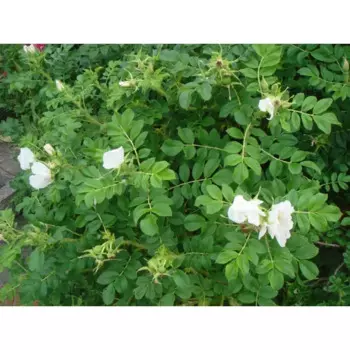 Роза морщинистая Альба 18 h40 см