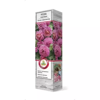 Роза парковая Агнес Шиллигер 5 h35 см