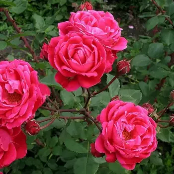 Роза парковая Александр Маккензи 22 h30 - 60 см