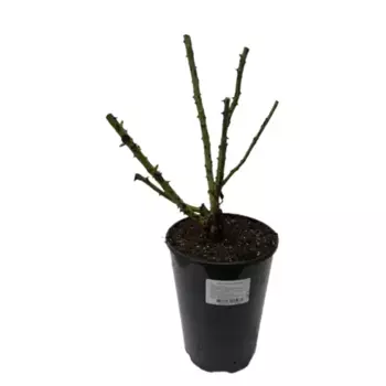 Роза парковая Английская 16 h65 см