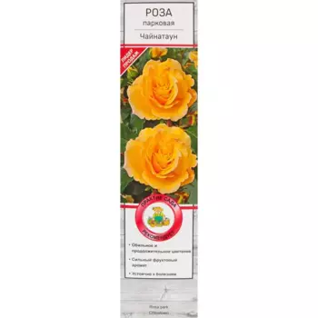 Роза парковая Чайнатаун в тубе Поиск Инвест