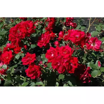 Роза парковая Чамплейн 22 h30 - 60 см