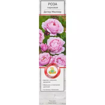 Роза парковая Дитэр Мюллер h40 см