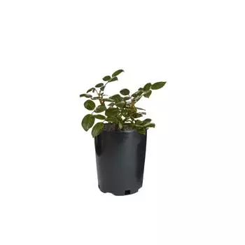 Роза парковая «Фердинанд Пичард» С4