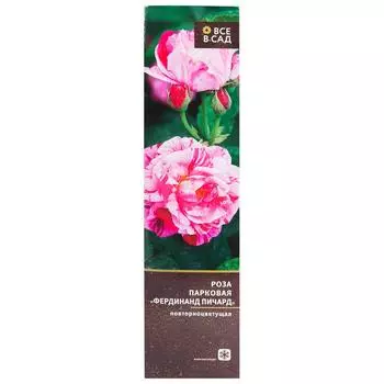 Роза парковая «Фердинанд Пичард» в тубе