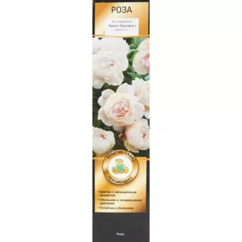 Роза парковая Френч Брекфаст h100 см