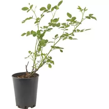 Роза парковая «Грэхам Томас» 19x55 см