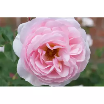 Роза парковая Херитедж 19 h55 см