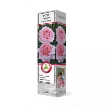 Роза парковая Корал Желе 5 h35 см