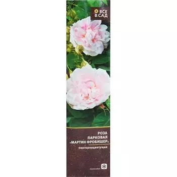 Роза парковая «Мартин Фробишер» в тубе