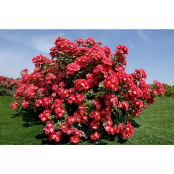 Роза парковая микс 10 h17 см