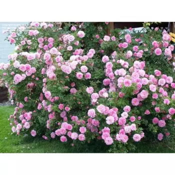 Роза парковая микс 20 h40 см