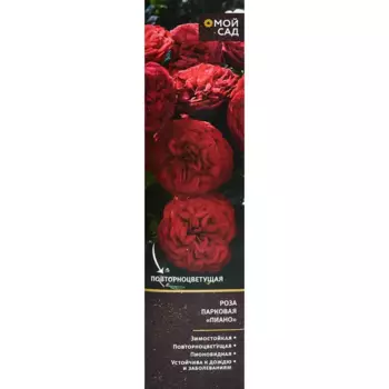 Роза парковая микс 9.2 h36 см