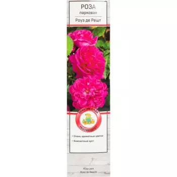 Роза парковая «Роуз де Решт»