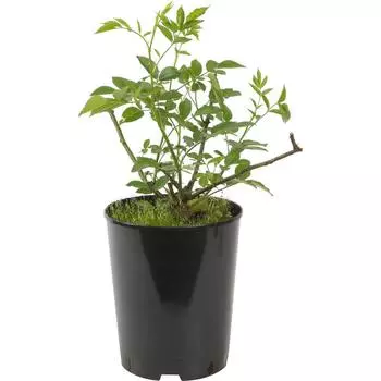 Роза парковая «Розариум Ютерсен» 19x55 см