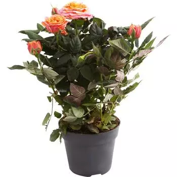 Роза Патио хит микс 13x35 см