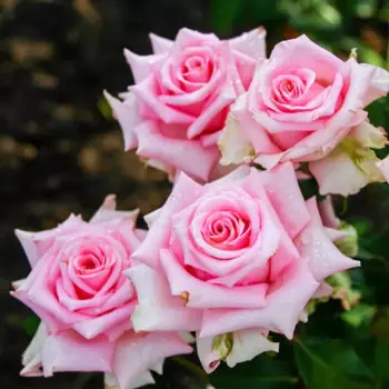 Роза Пинк Эксплорер 9 h14 см