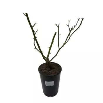 Роза Плетистая 16 h65 см