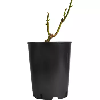 Роза плетистая Бьенвеню 15 h40 см