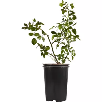 Роза плетистая Байкал 19 h55 см