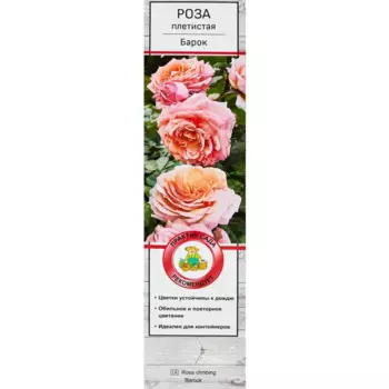Роза плетистая Барок 5 h35 см