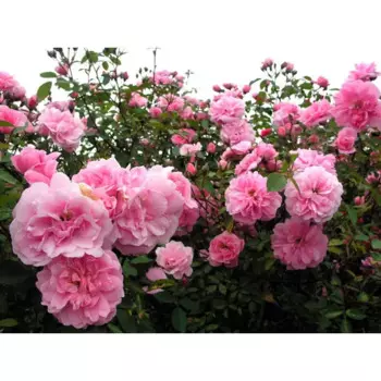 Роза плетистая Джон Девис 22 h30 - 60 см