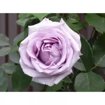 Роза плетистая Индиголетта 9 h14 см