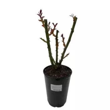 Роза плетистая Канадская 16 h65 см