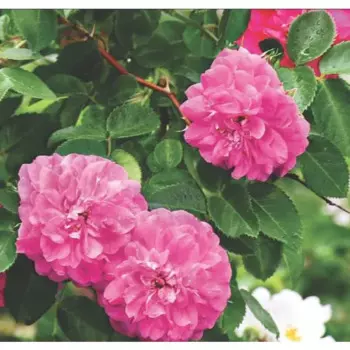 Роза плетистая канадская «Джон Кэбот», 3.5 л