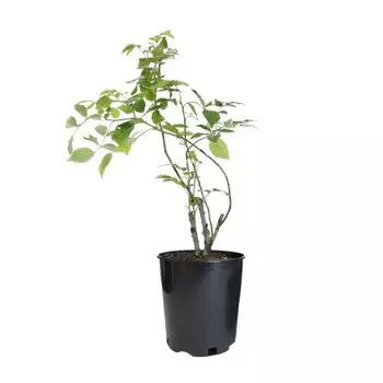 Роза плетистая «Казино» С4