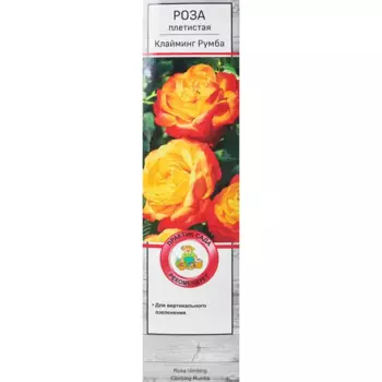 Роза плетистая Клайминг Румба h100 см
