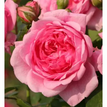 Роза плетистая Кордес Свит Лагуна 5 h35 см