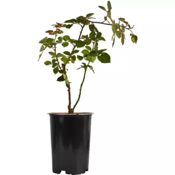 Роза плетистая Лагуна 19 h55 см