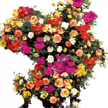 Роза плетистая микс 15 h30 см