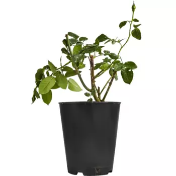 Роза плетистая микс 15 h40 см