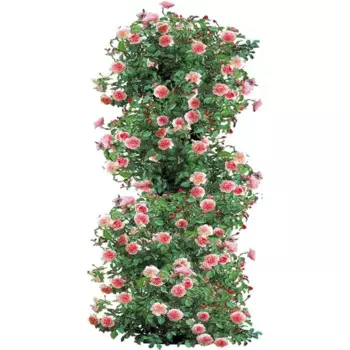 Роза Плетистая микс h40 см