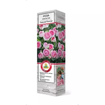 Роза плетистая Пьер де ронсар h37 см