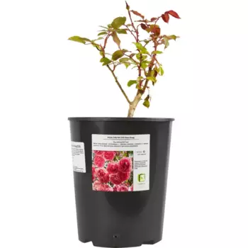 Роза плетистая Пинк Клод 18.5 h30 см