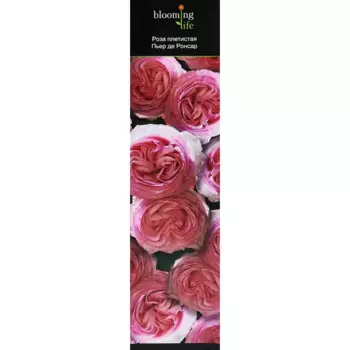 Роза плетистая Премиум микс 9.2 h36 см