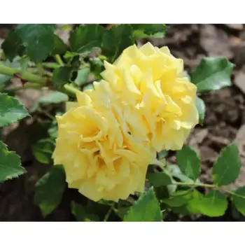 Роза плетистая Римоза 9 h14 см